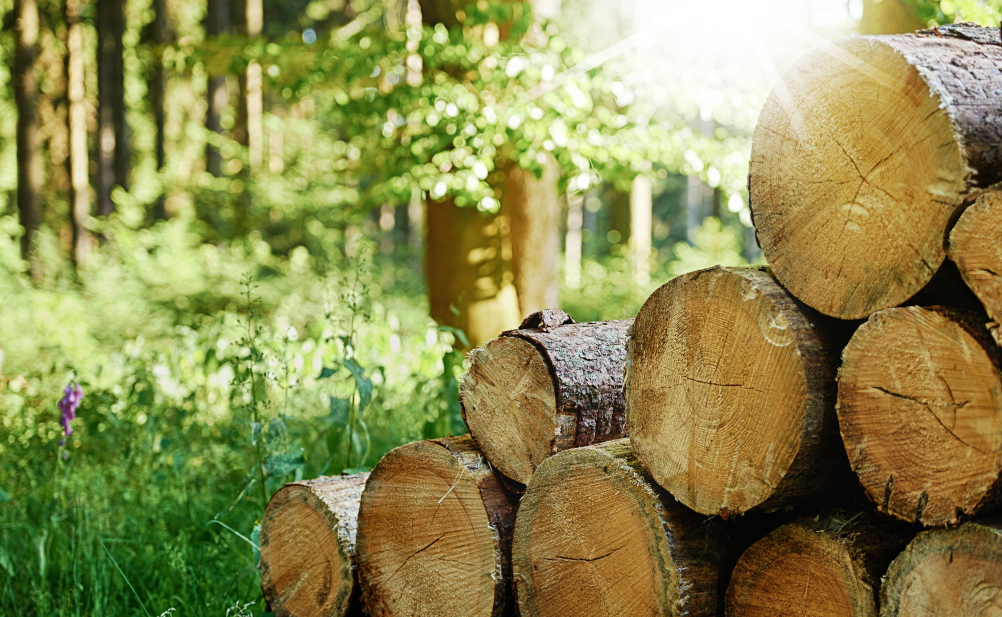 Sustainable Wood